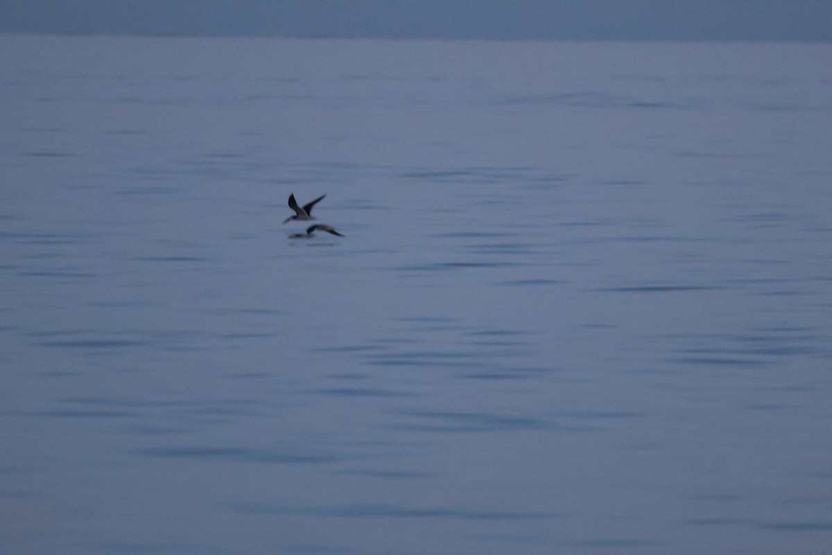 Black Skimmer - ML619667990