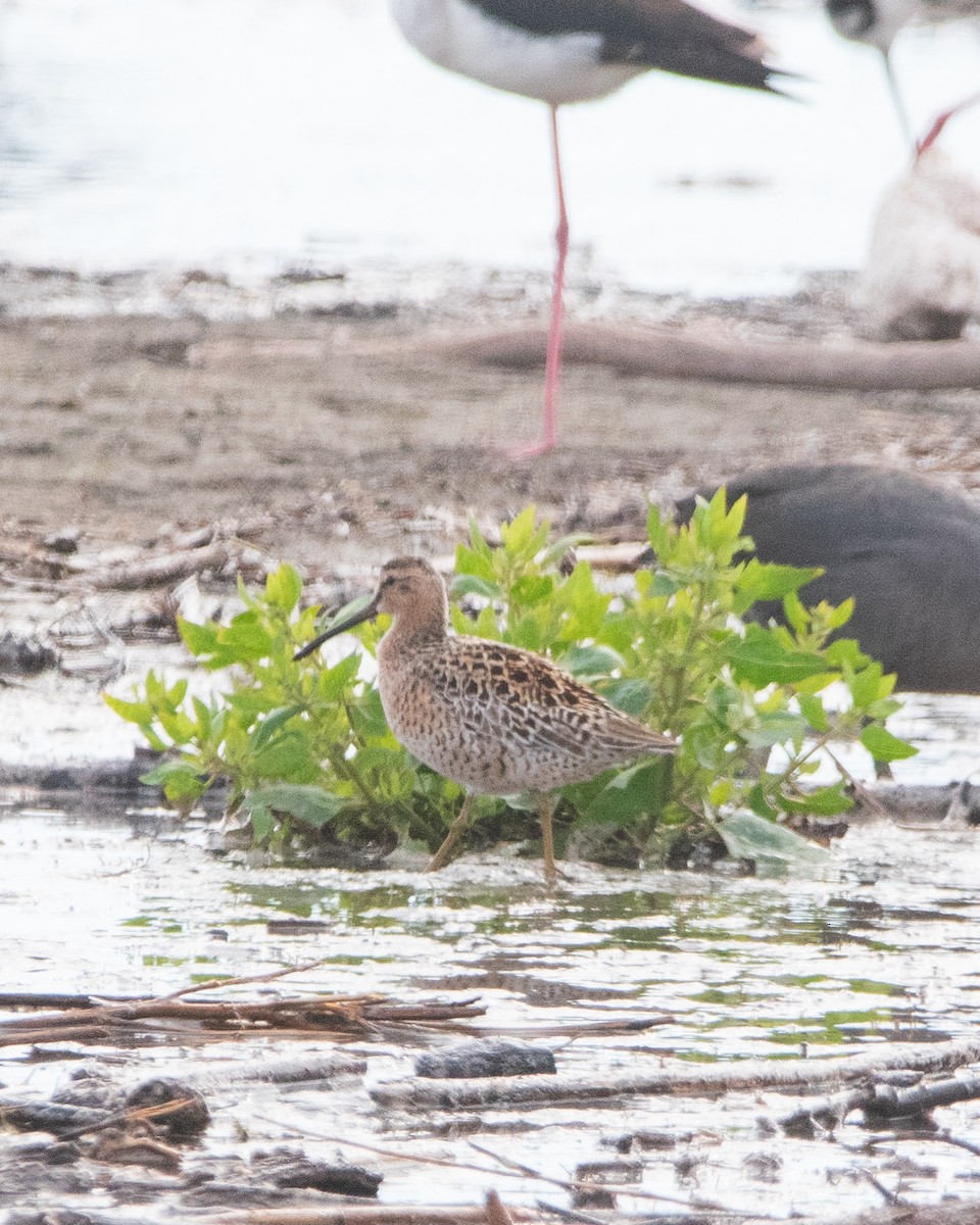 Short-billed Dowitcher - Manuel Enrique Rojas Martinez - (REDAVES)