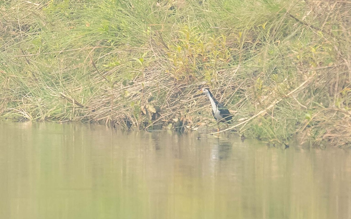 White-breasted Waterhen - Jean-Louis  Carlo