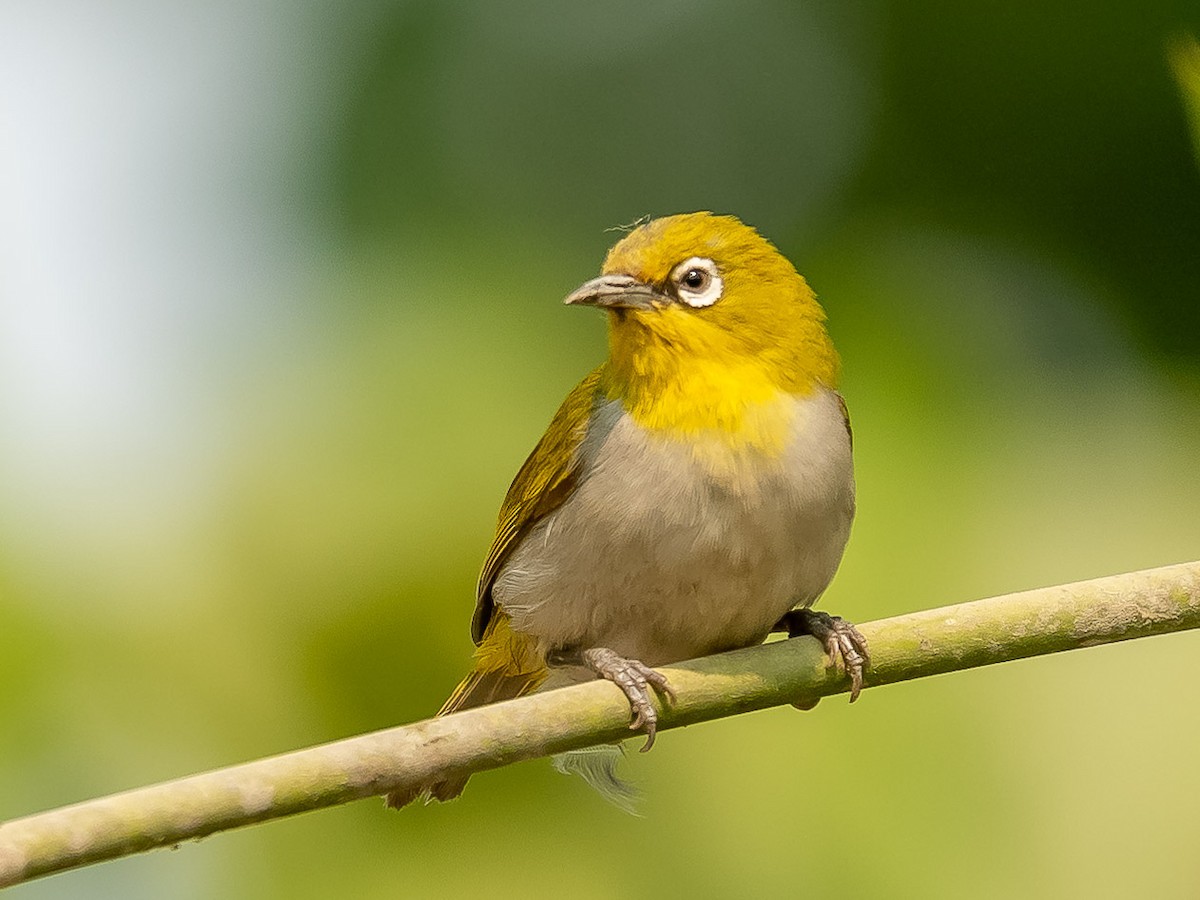 Indian White-eye - Jean-Louis  Carlo