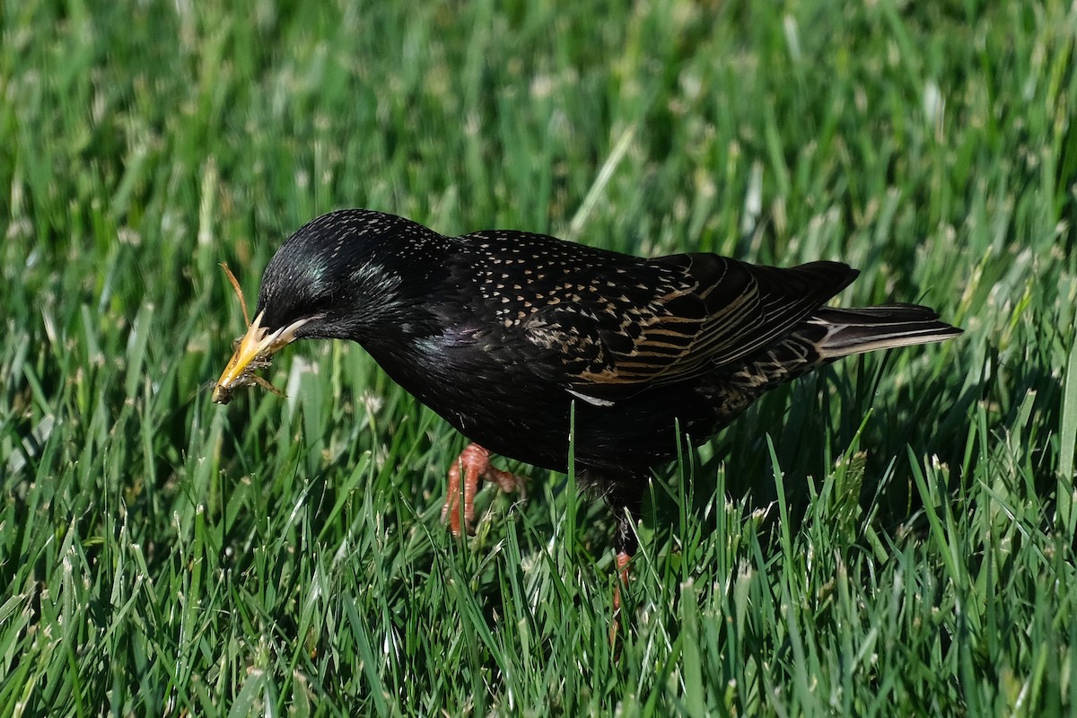 European Starling - Anita Gould