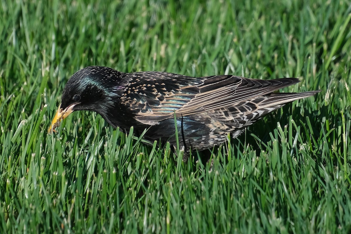 European Starling - Anita Gould