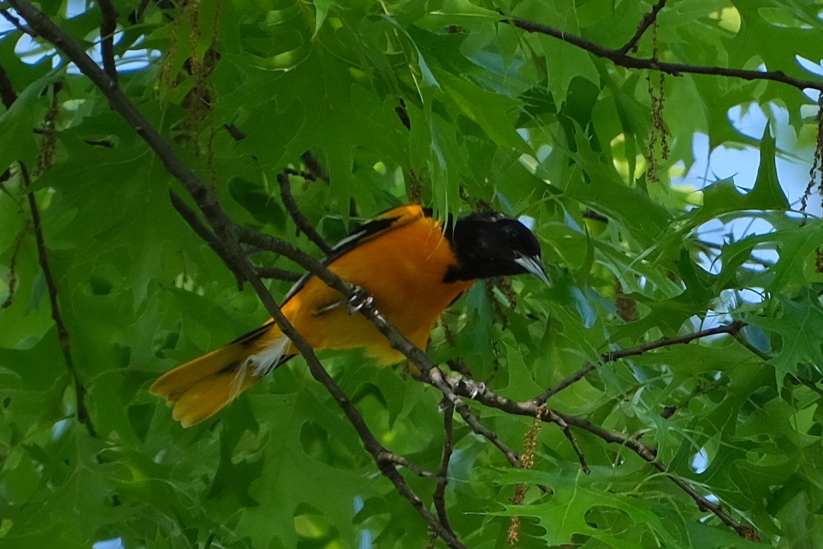 Baltimore Oriole - Anita Gould