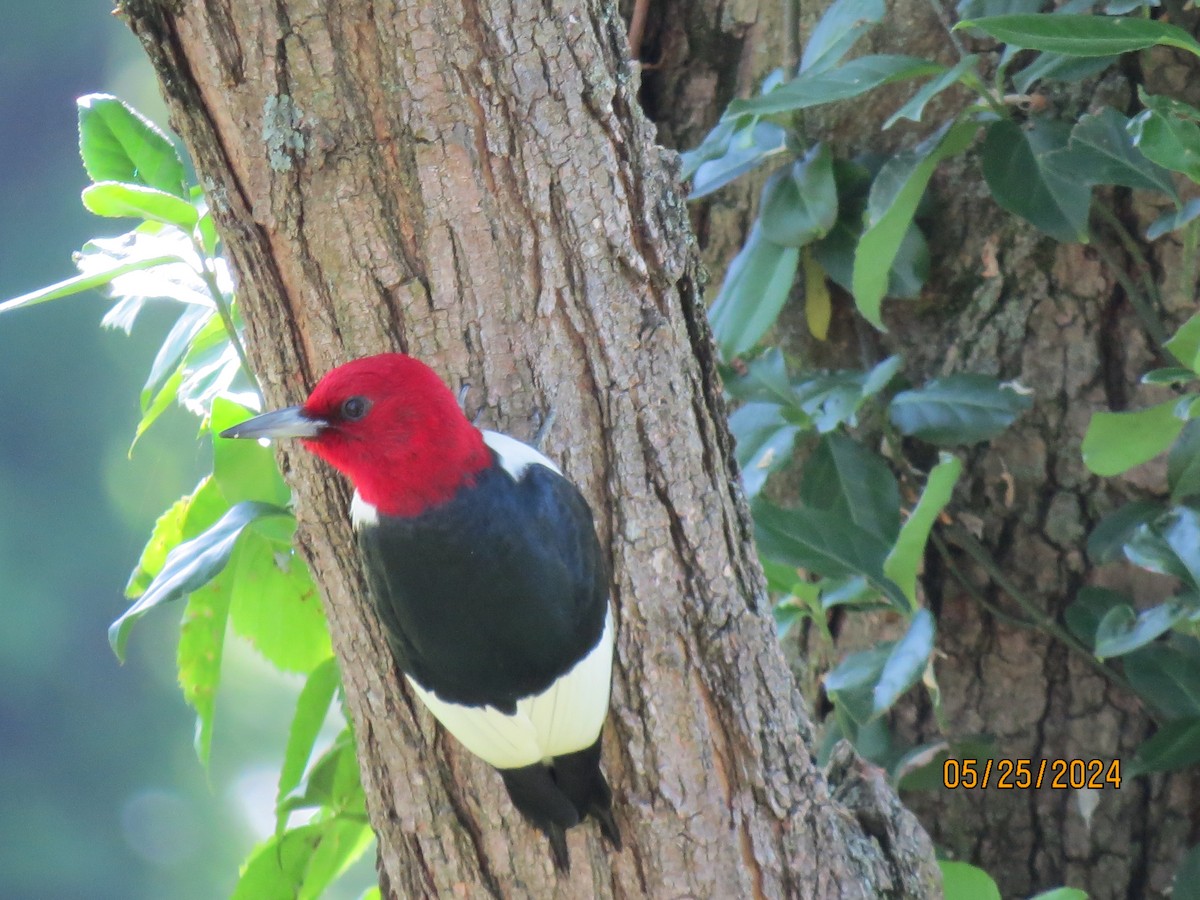 Red-headed Woodpecker - ML619668054