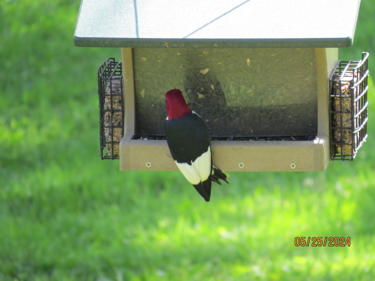 Red-headed Woodpecker - ML619668056