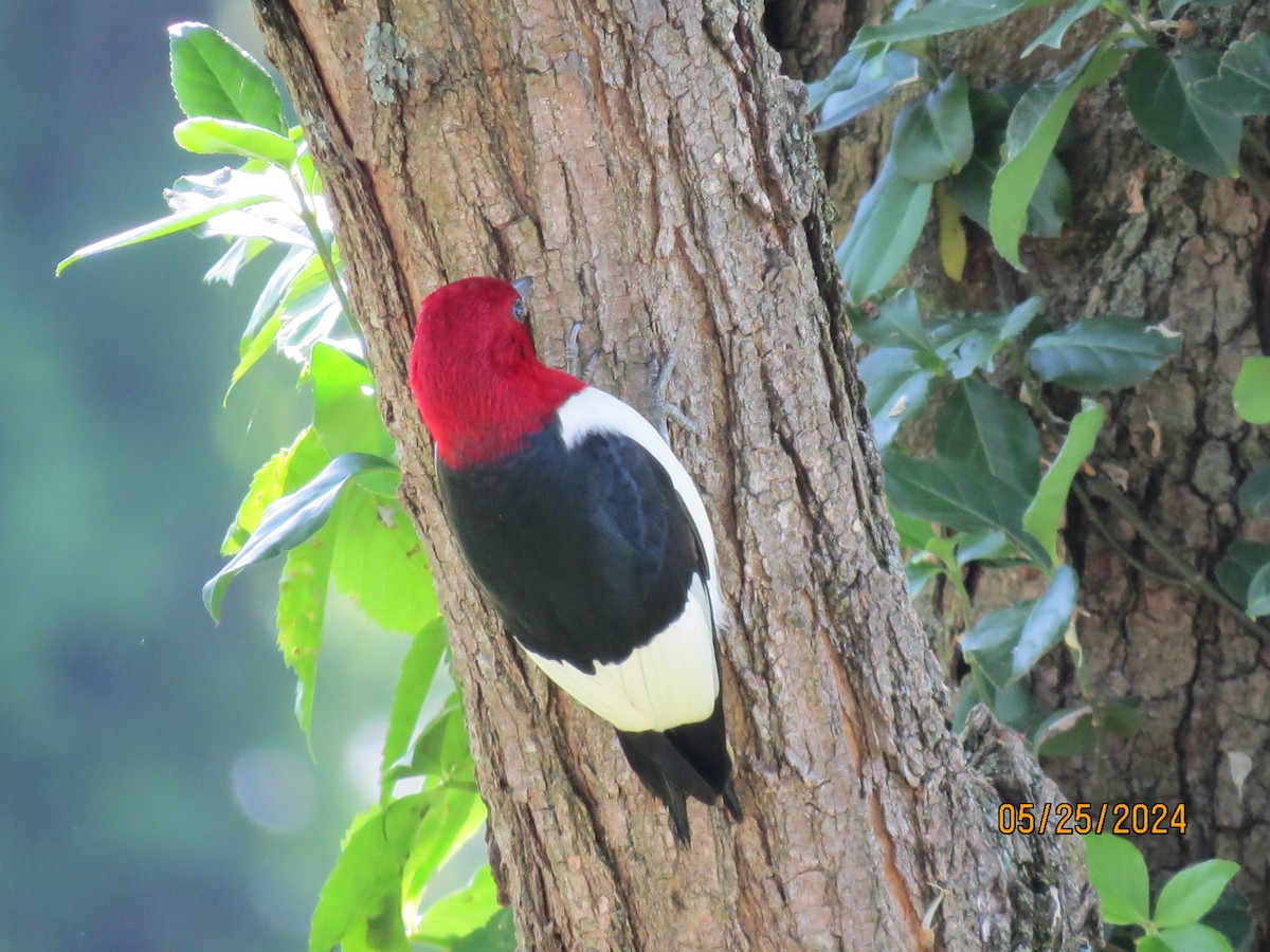 Red-headed Woodpecker - ML619668057