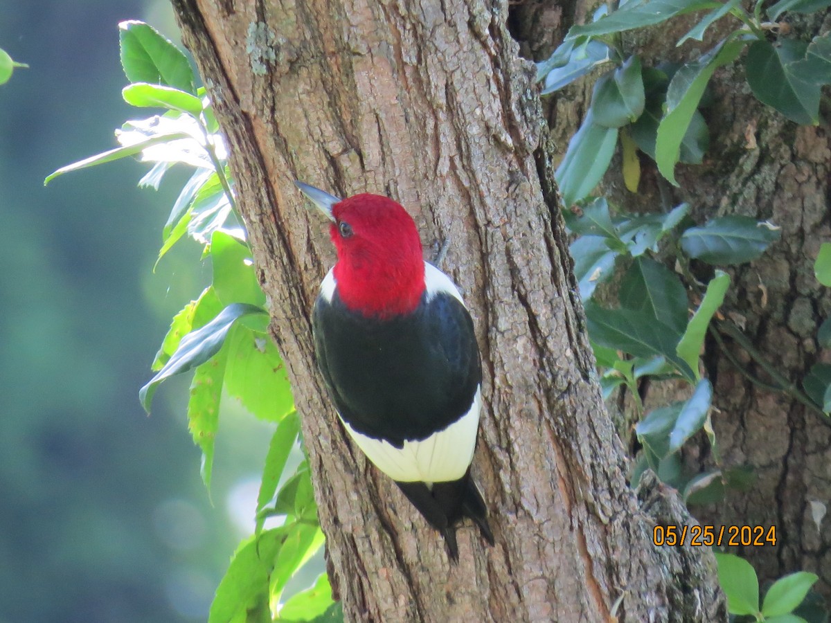 Red-headed Woodpecker - ML619668058