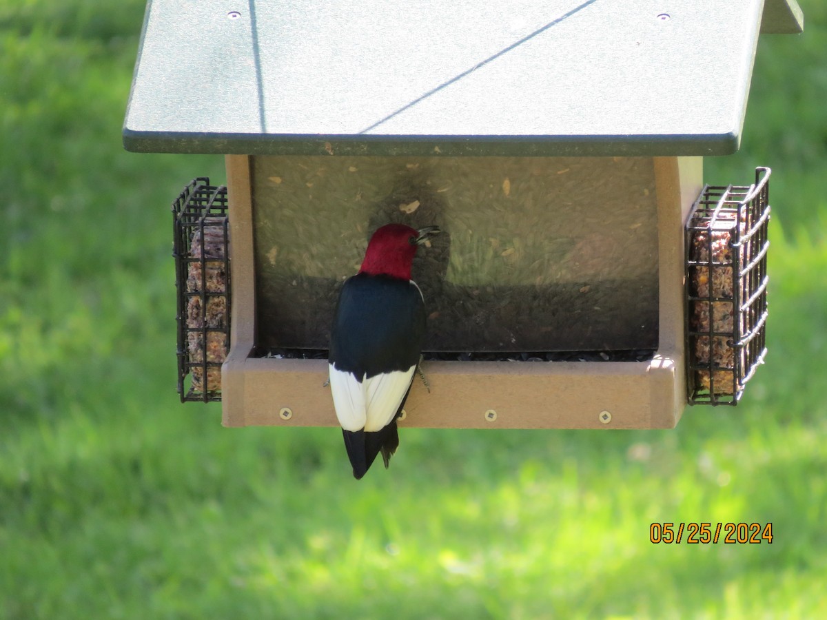 Red-headed Woodpecker - ML619668059