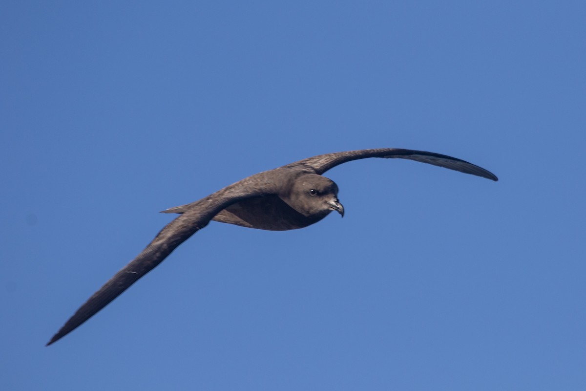 Great-winged Petrel - Ramit Singal