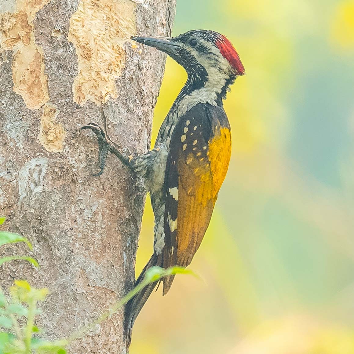 Black-rumped Flameback - Jean-Louis  Carlo