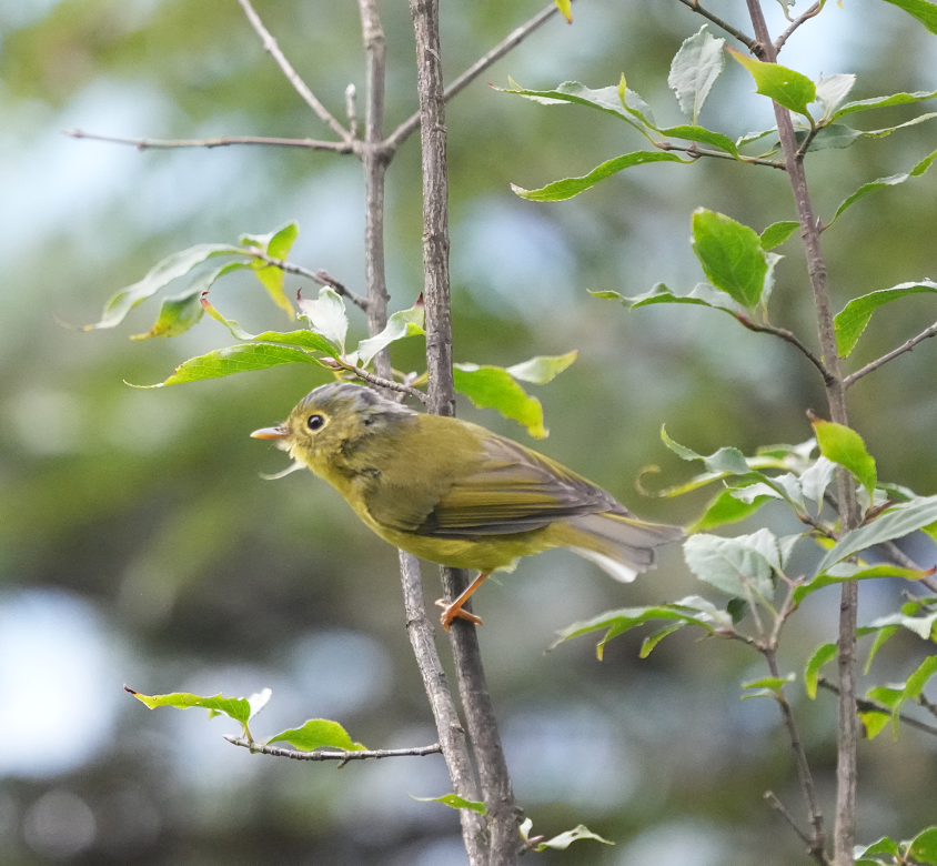 Bianchi's Warbler - ML619668108