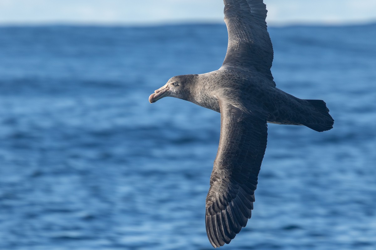 Northern Giant-Petrel - Ramit Singal