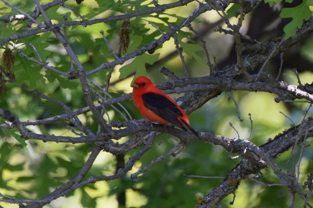 Scarlet Tanager - ML619668114