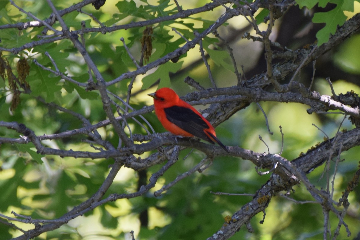 Scarlet Tanager - ML619668115