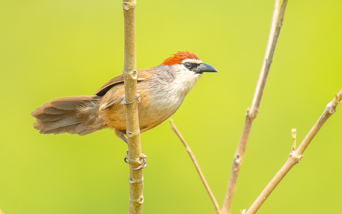 Chestnut-capped Babbler - Jean-Louis  Carlo