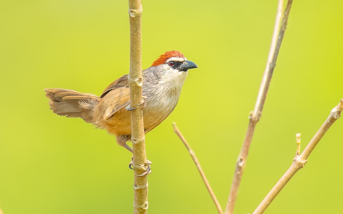 Chestnut-capped Babbler - Jean-Louis  Carlo