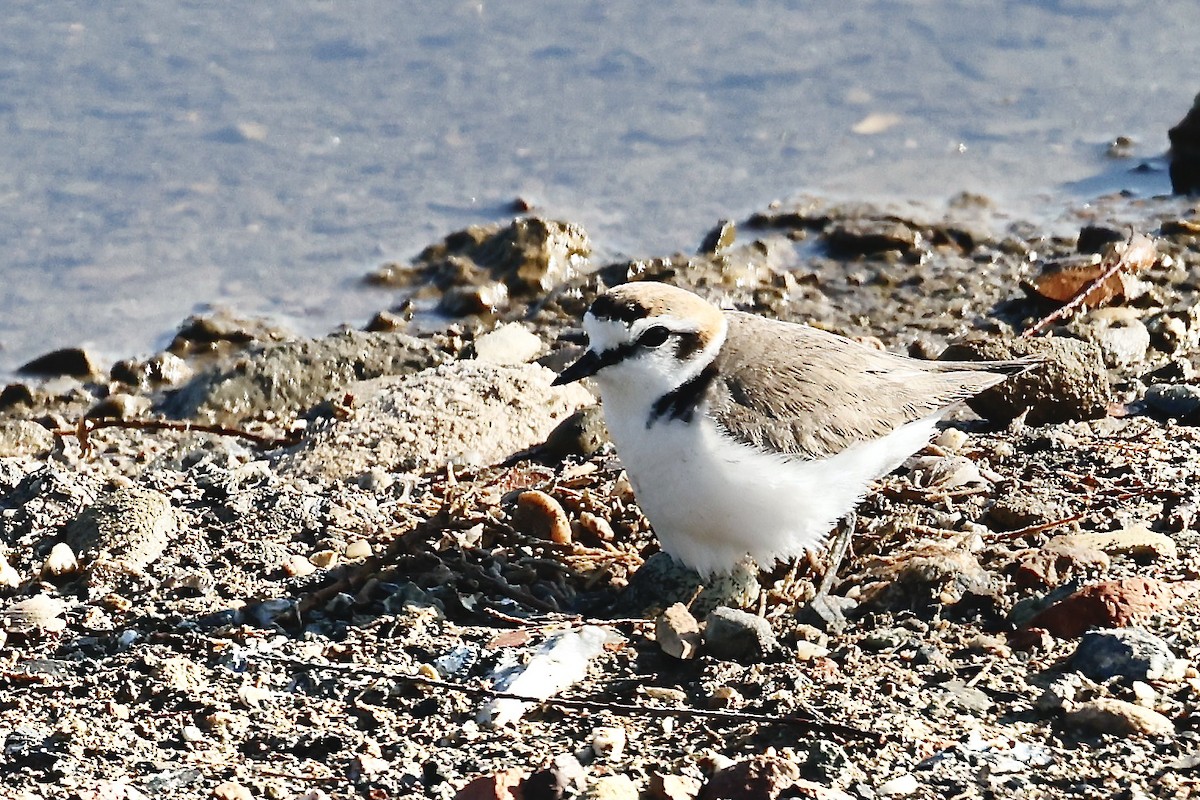 Kentish Plover - Lorna Aynbinder