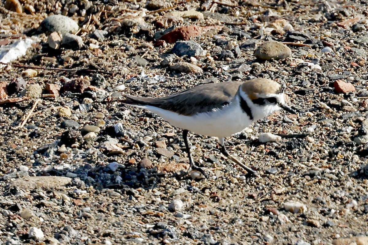 Kentish Plover - Lorna Aynbinder