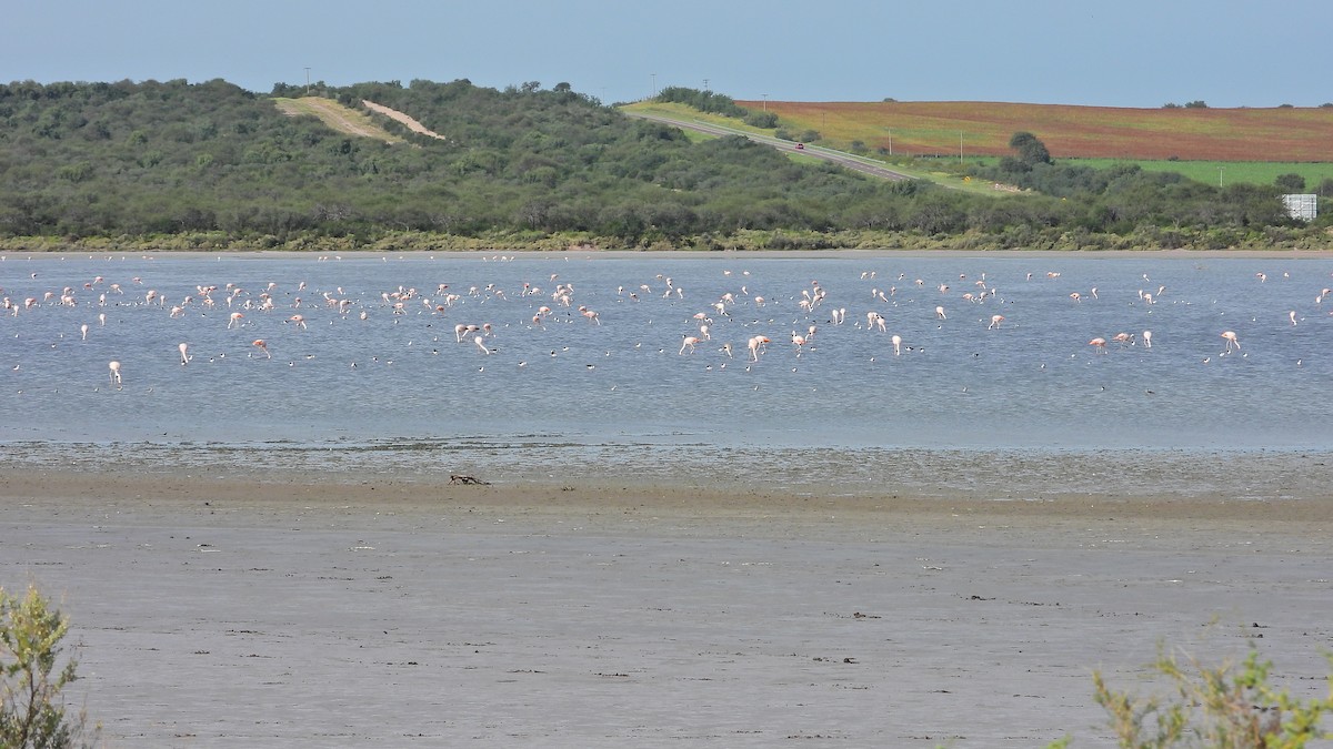 Chilean Flamingo - Hugo Valderrey