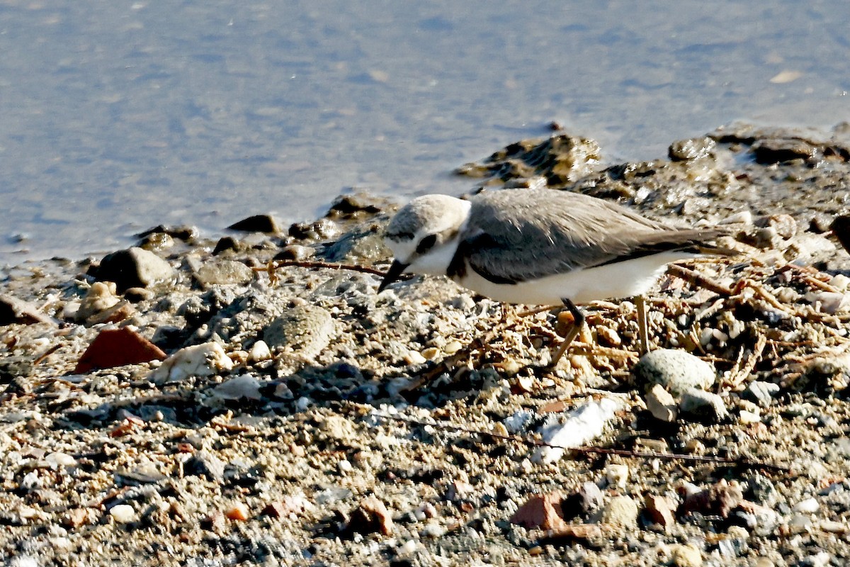 Kentish Plover - Lorna Aynbinder