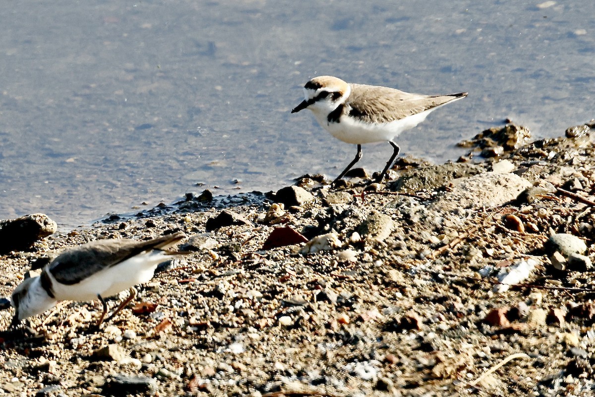 Kentish Plover - Lorna Aynbinder