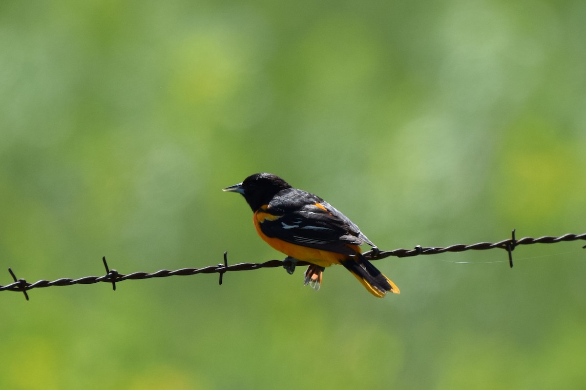 Oriole de Baltimore - ML619668138