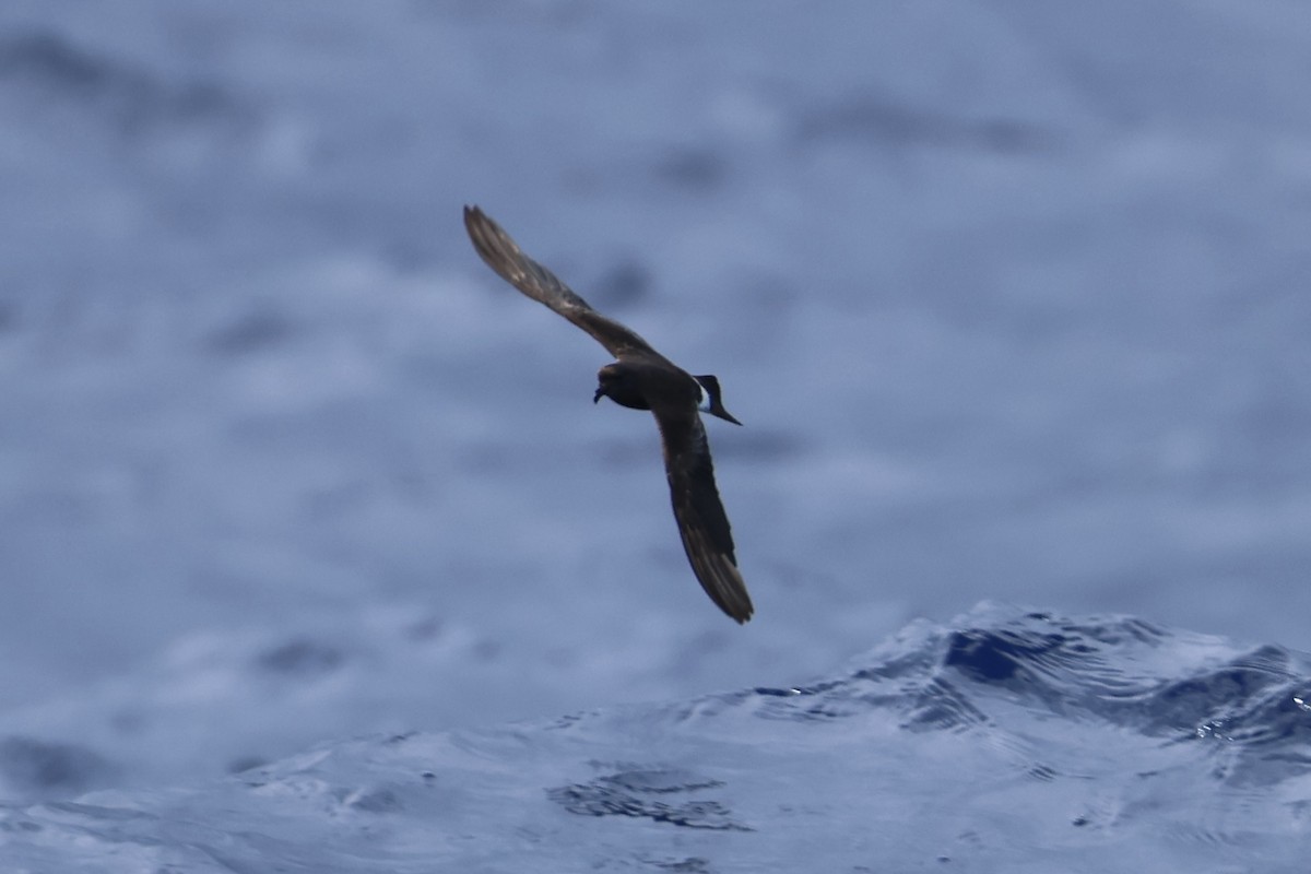 Band-rumped Storm-Petrel - E R