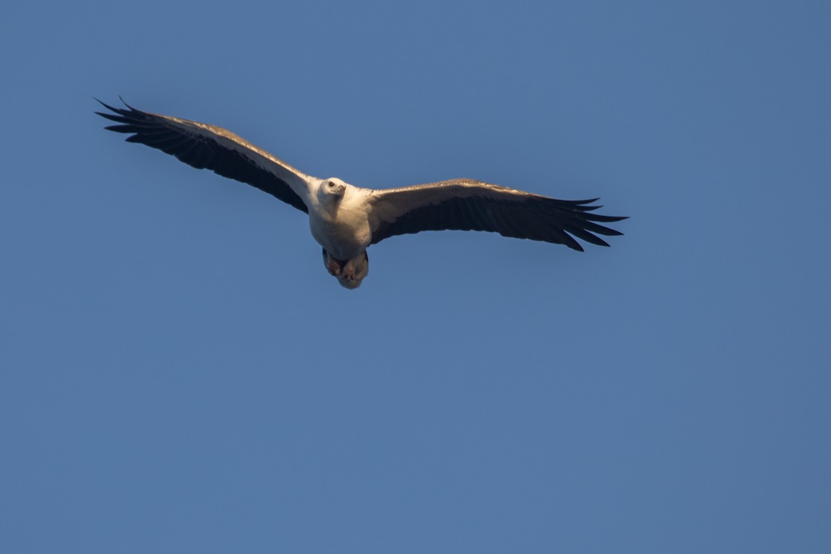 White-bellied Sea-Eagle - Ramit Singal