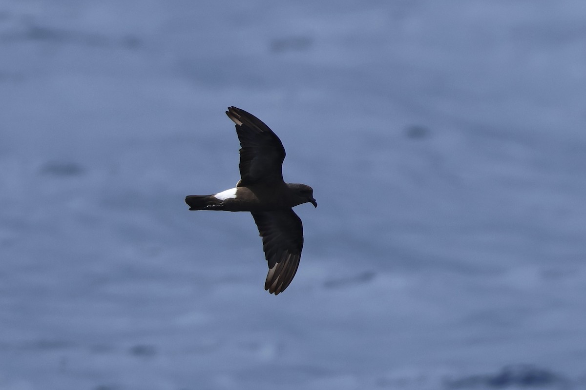 Band-rumped Storm-Petrel - E R