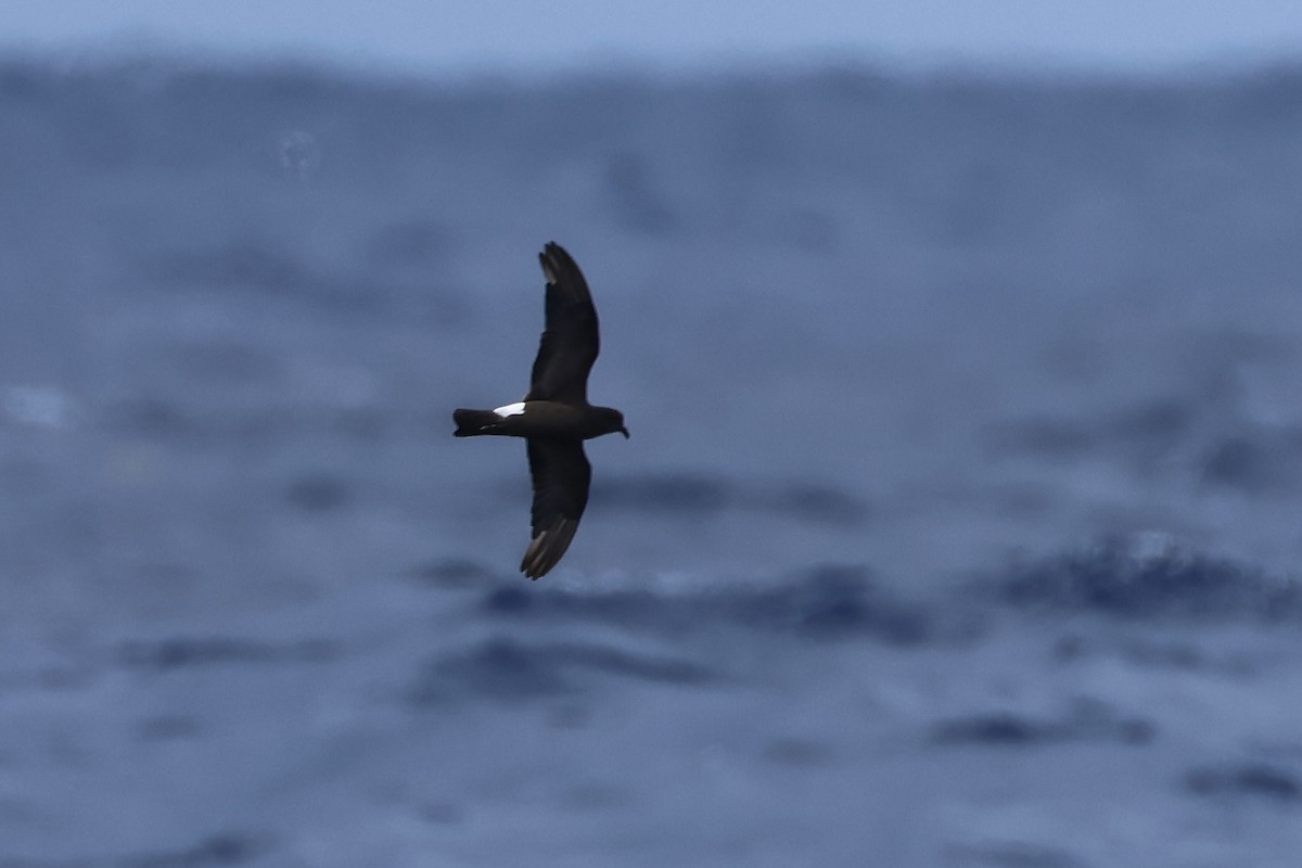 Band-rumped Storm-Petrel - E R