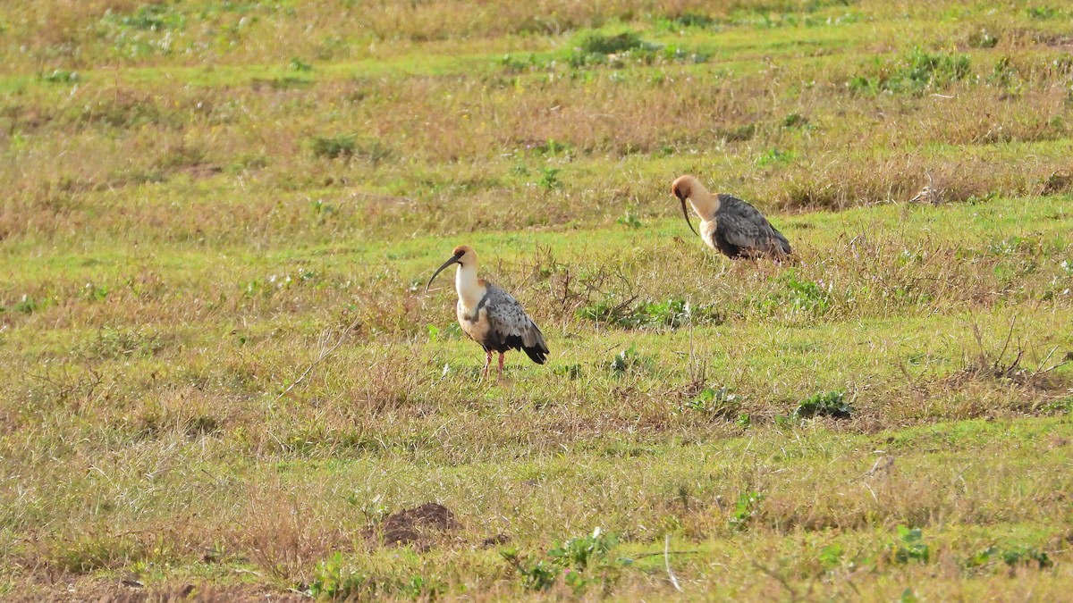 Black-faced Ibis - Hugo Valderrey