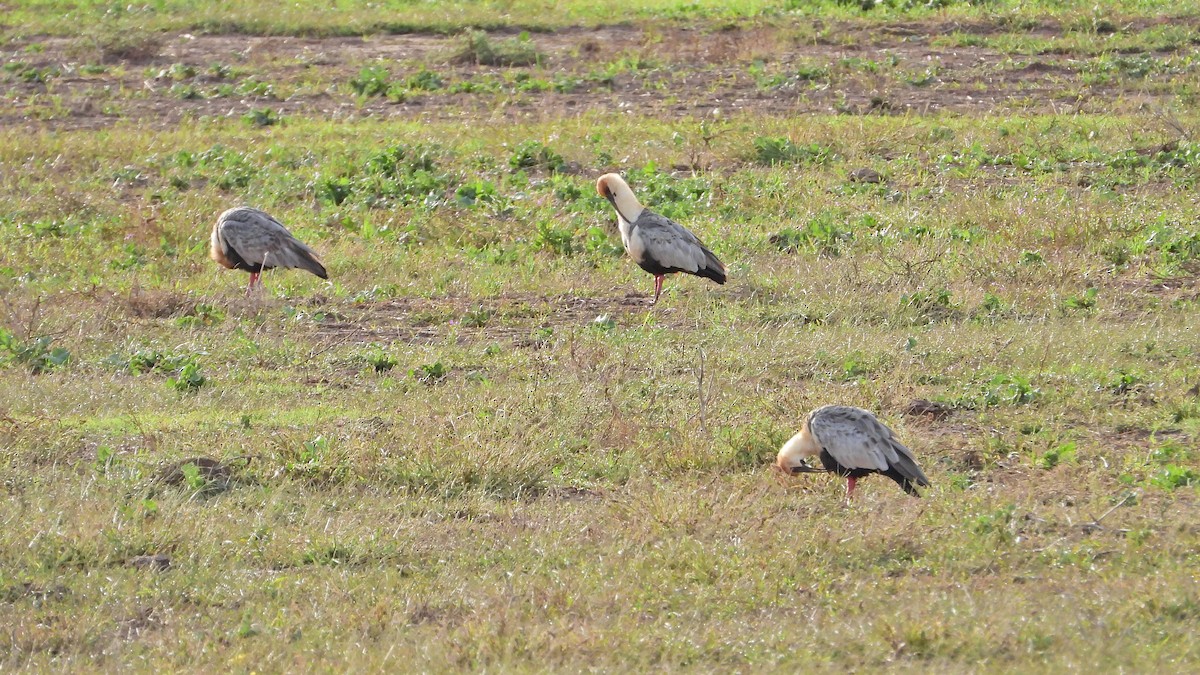 Black-faced Ibis - Hugo Valderrey