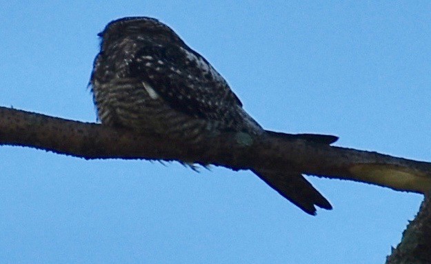 Common Nighthawk - ML619668151