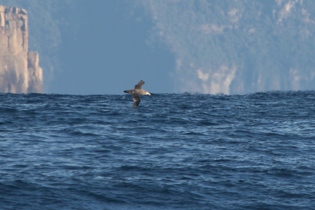 Southern Giant-Petrel - Ramit Singal