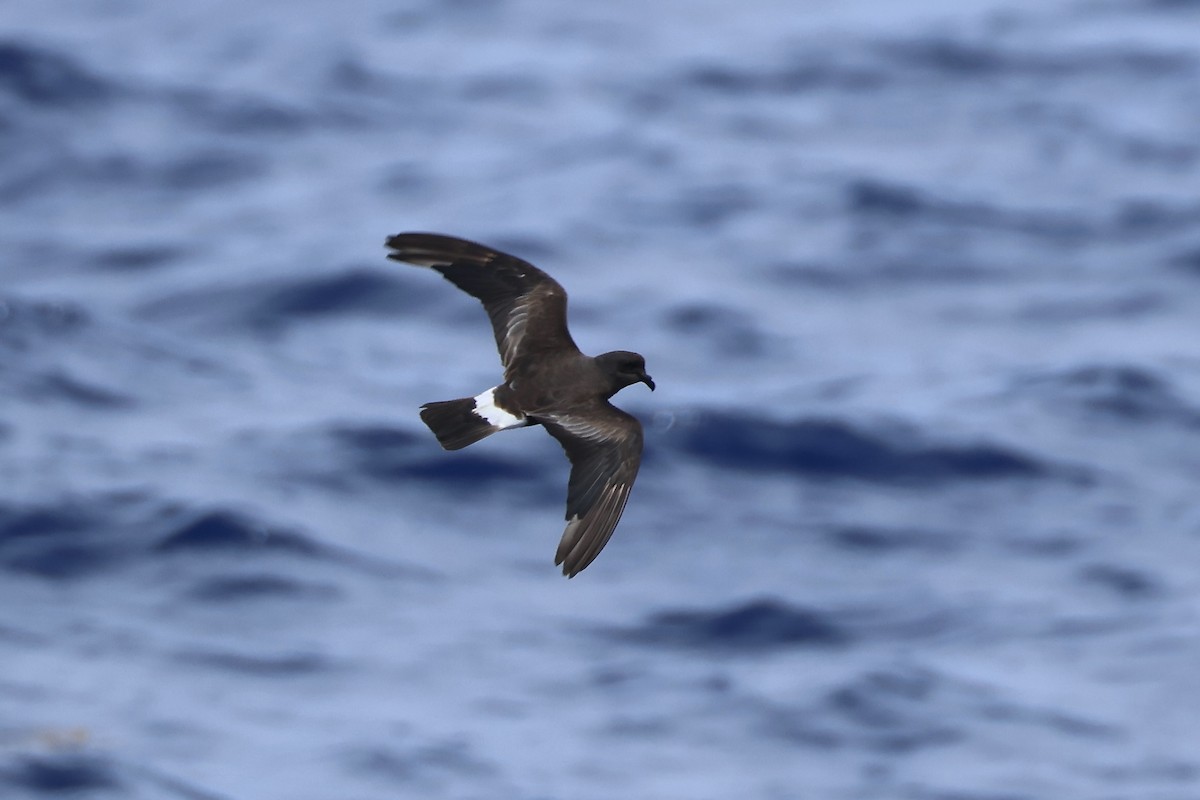 Band-rumped Storm-Petrel - E R