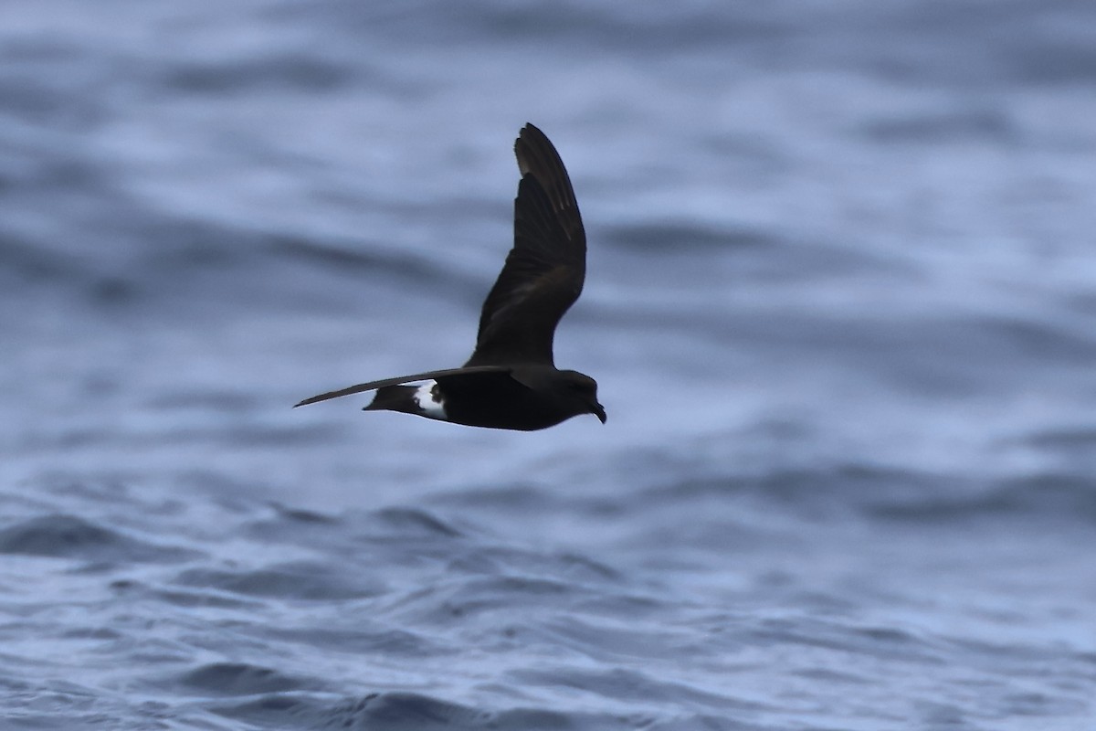 Band-rumped Storm-Petrel - E R