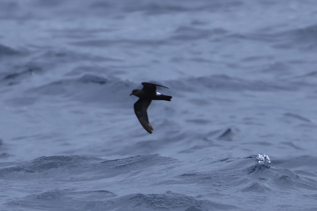 Band-rumped Storm-Petrel - E R