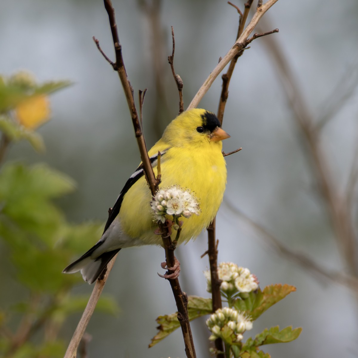 American Goldfinch - Arlen Price