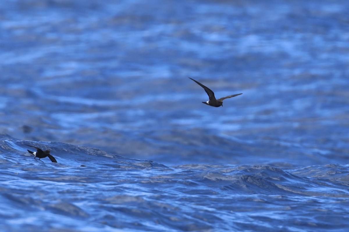 Band-rumped Storm-Petrel - E R