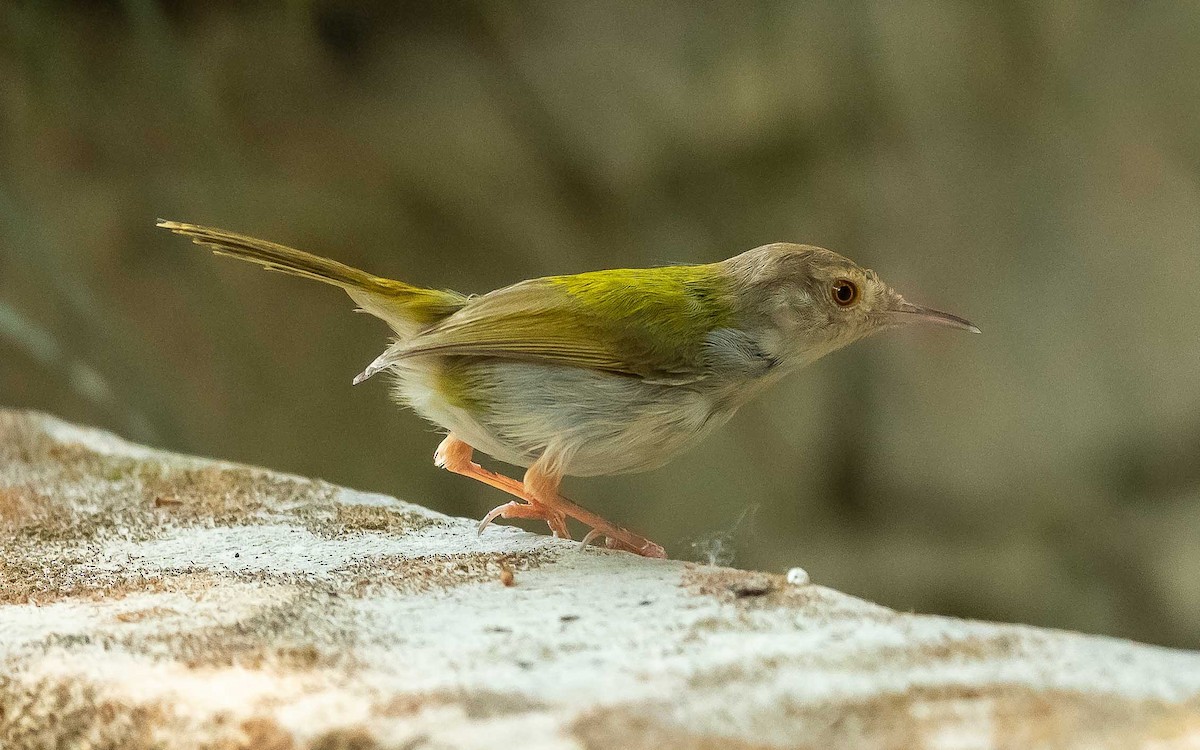 Common Tailorbird - Jean-Louis  Carlo