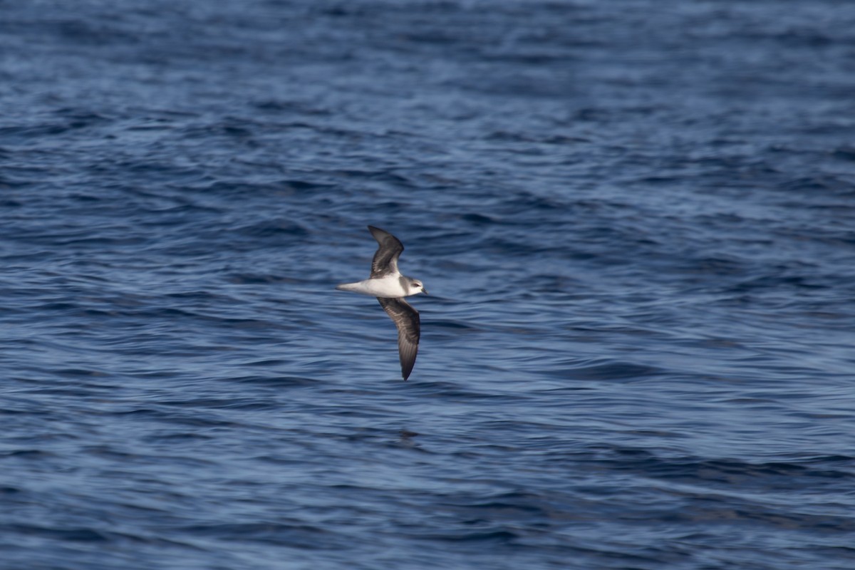 Soft-plumaged Petrel - Ramit Singal