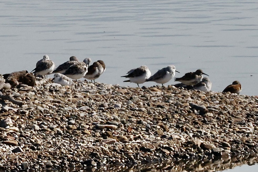 Dunlin - Lorna Aynbinder