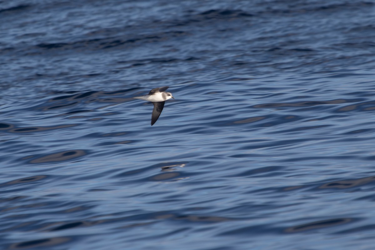 Soft-plumaged Petrel - ML619668177