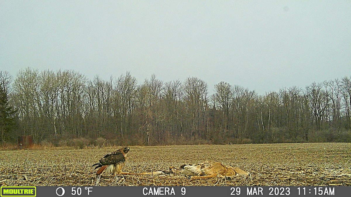 Red-tailed Hawk - Historical Erie County Pa Bird Data