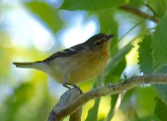 Northern Parula - ML619668196