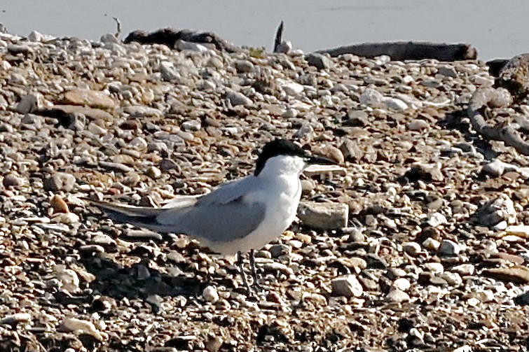 Gull-billed Tern - Lorna Aynbinder