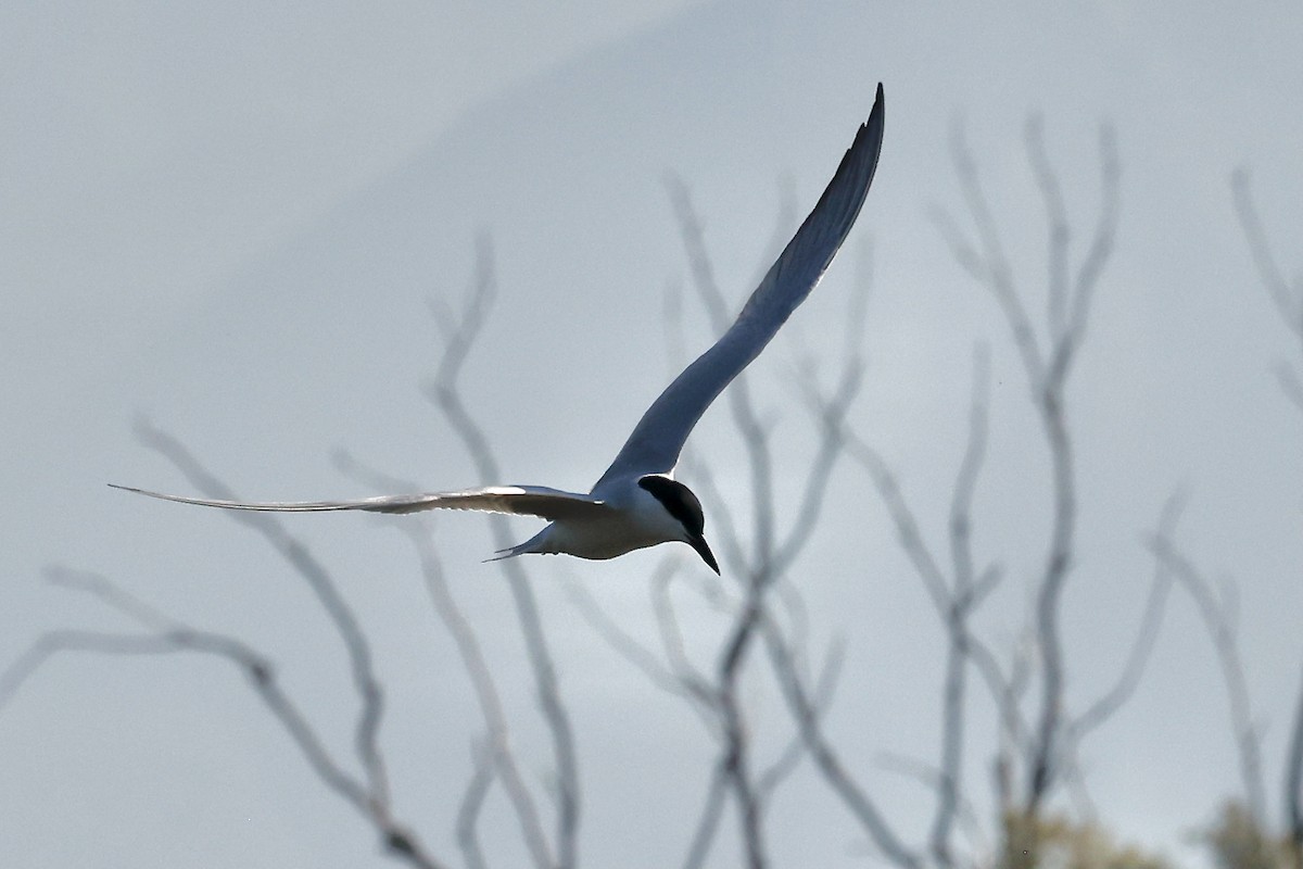 Gull-billed Tern - Lorna Aynbinder
