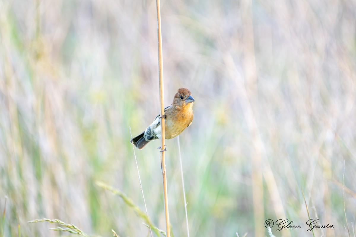 Blue Grosbeak - Charles Gunter