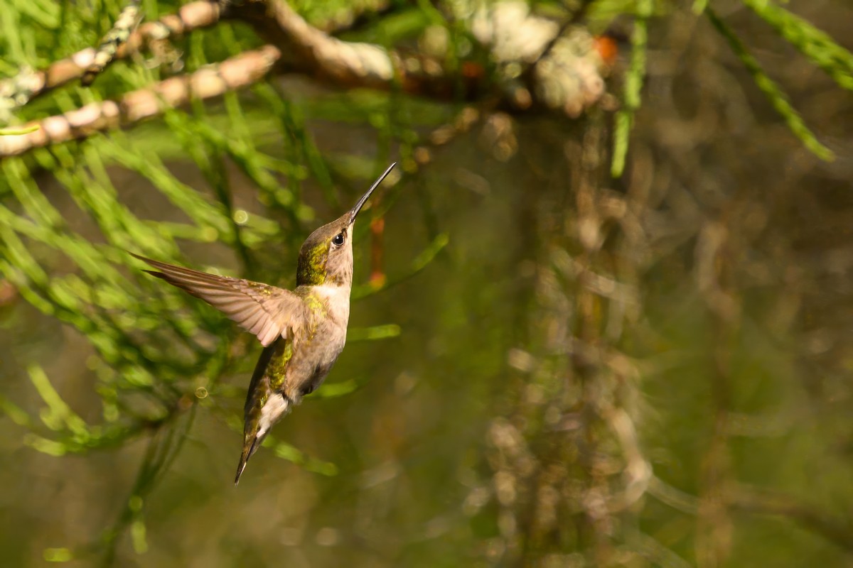 Ruby-throated Hummingbird - Christine Kozlosky