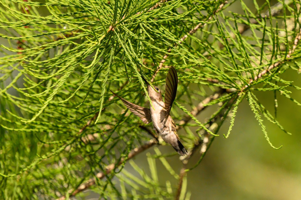 Ruby-throated Hummingbird - Christine Kozlosky